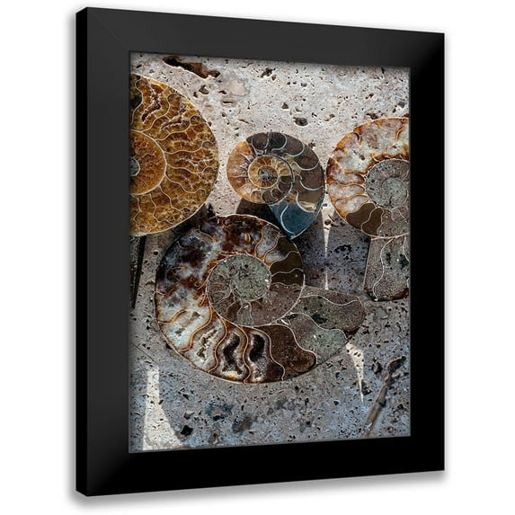 Ray, Elena 12x14 Black Modern Framed Museum Art Print Titled - Gifts of the Shore XI