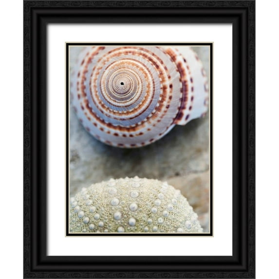 Ray, Elena 15x18 Black Ornate Wood Framed with Double Matting Museum Art Print Titled - Shell Portrait VIII
