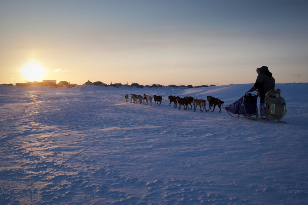 Ray Redington Jr Runs Toward Unalakleet At Sunset During Iditarod 2009 Canvas Art - Jeff Schultz Design Pics (34 x 22)
