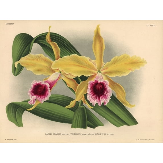 Rayon D'Or Sub-Variety Of Laelia Grandis Tenebrosa Orchid Poster Print By ?? Florilegius Mary Evans