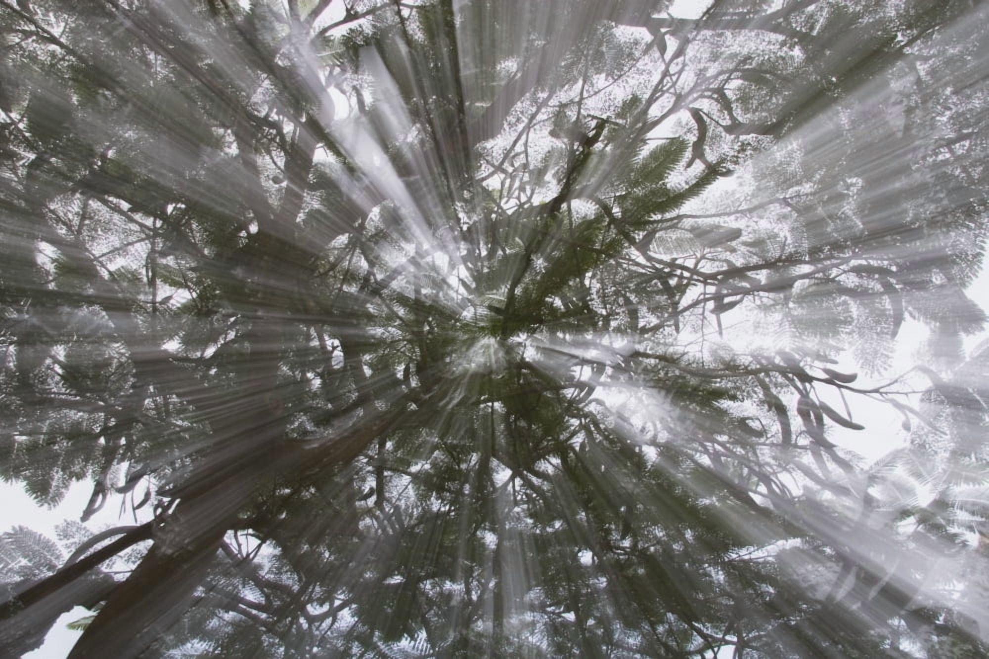 Rays Of Light Through A Tree Canvas Art - Michael Interisano Design Pics (19 x 12)