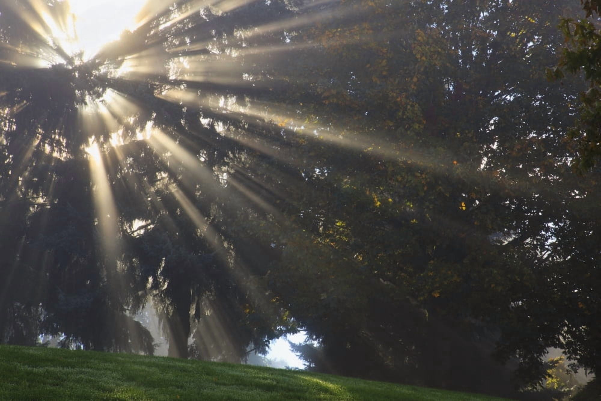 Rays Of Sunlight Through The Trees And Morning Fog Portland Oregon United States Of America Canvas Art - Craig Tuttle Design Pics (19 x 12)