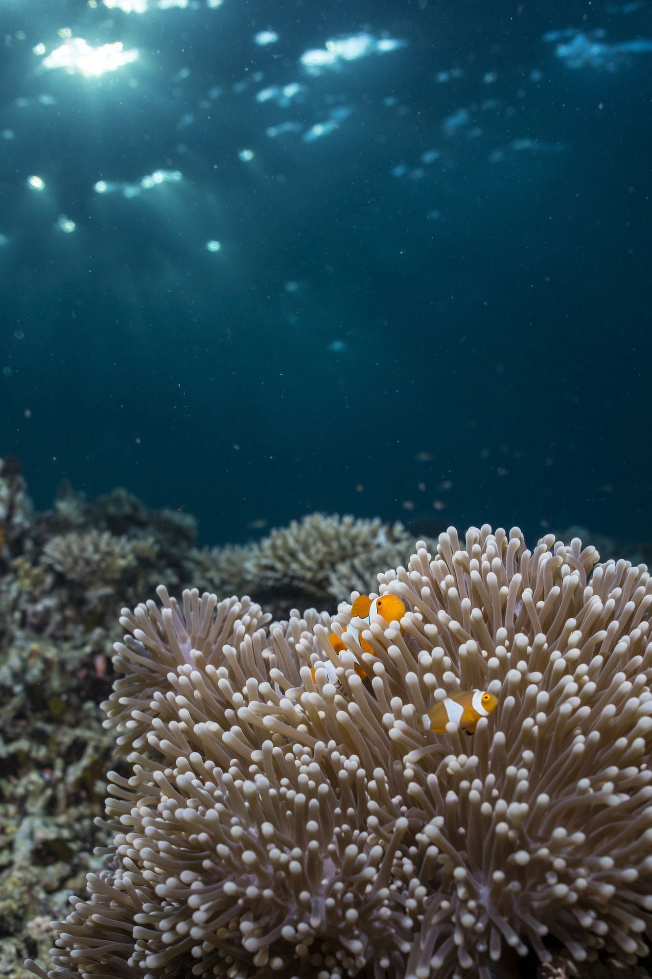 Rays from the setting sun shining on an anemone with a pair of clownfish Canvas Art - Mathieu MeurStocktrek Images (23 x 34)