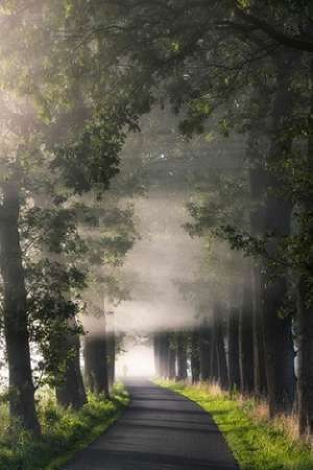 Rays of Fog Canvas Art - Lars Van de Goor (24 x 36)