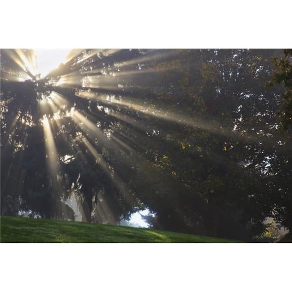 Rays of Sunlight Through The Trees & Morning Fog - Portland, Oregon, United States of America Poster Print, 19 x 12