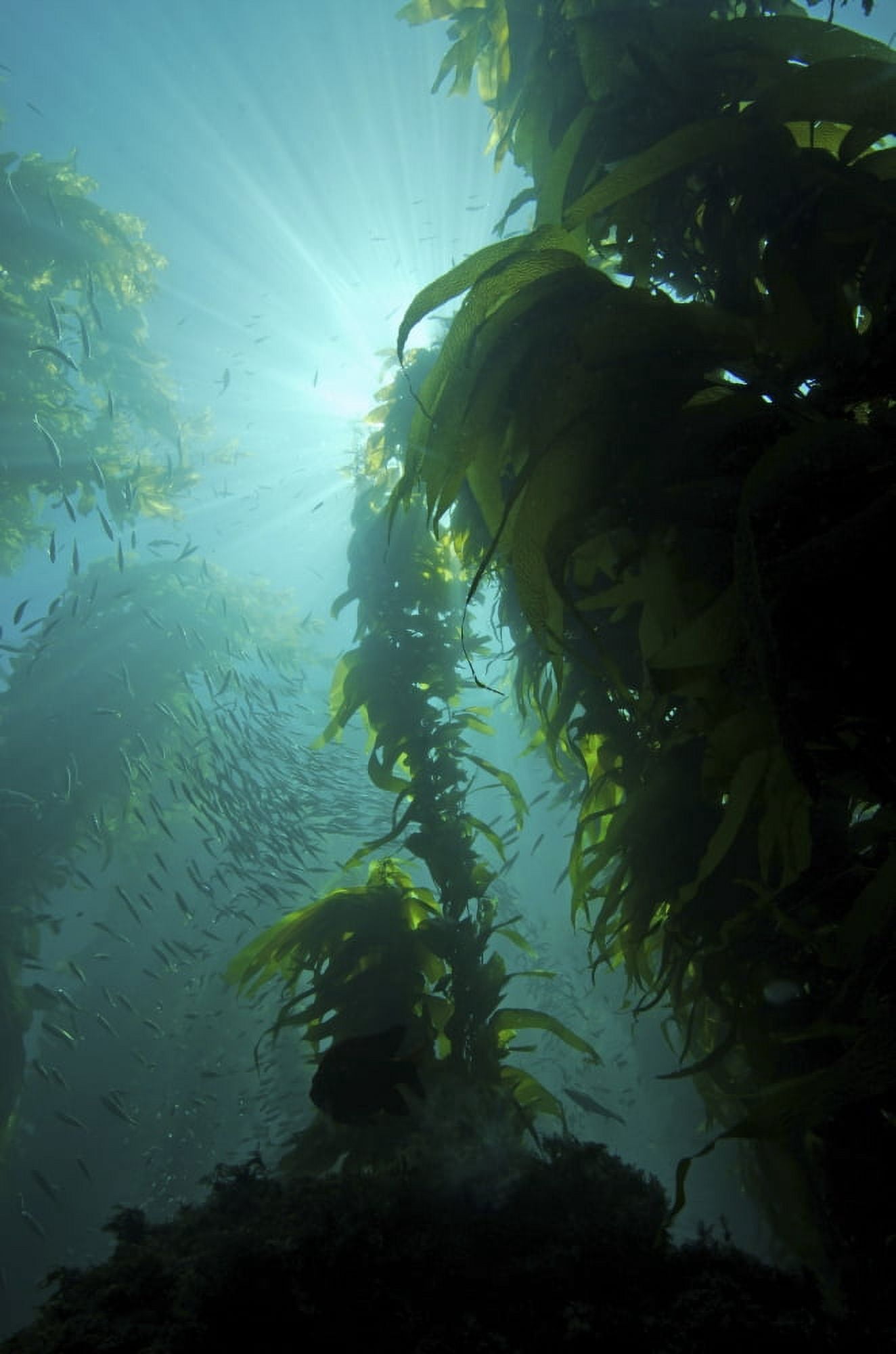 Rays of light shining through a kelp forest Canvas Art - Brent BarnesStocktrek Images (23 x 34)