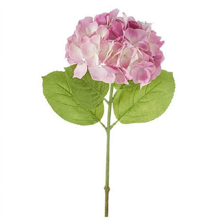 Hydrangea4937　0203 Hydrangea 'Annabelle' Flowering Shrub, 3 or 5 Pack, 18-24