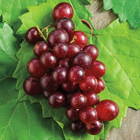 RazzMatazz Muscadine Grape Vine, Deciduous Fruit Bearing Plant, grown in a 2.25 Gallon Pot (1-Pack)