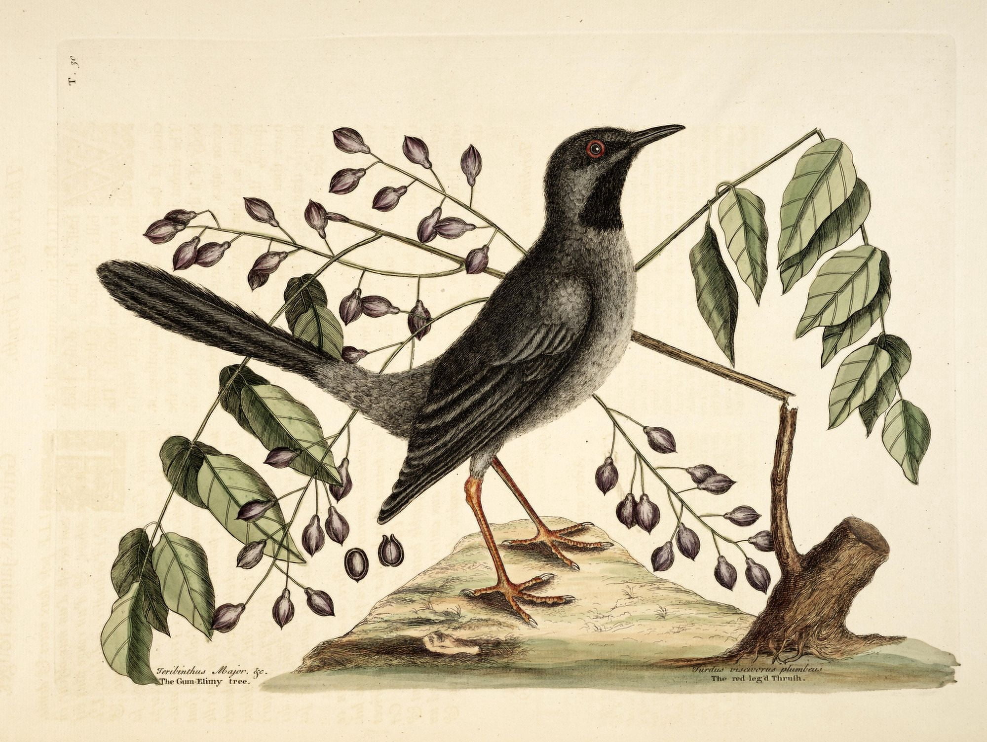 Rd-lggd Thrush Canvas Art - Mark Catesby (18 x 24)