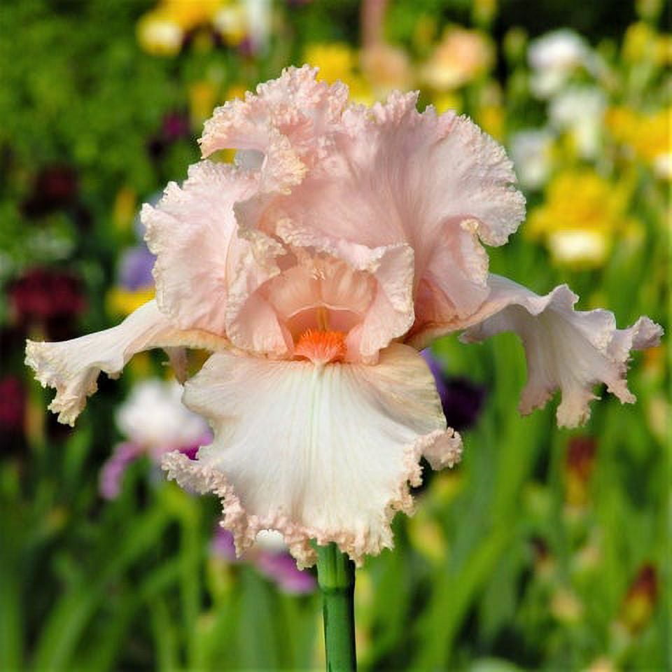 ReBlooming Bearded Iris October Splendor 2 Bulbs, Pink, Cut Flower
