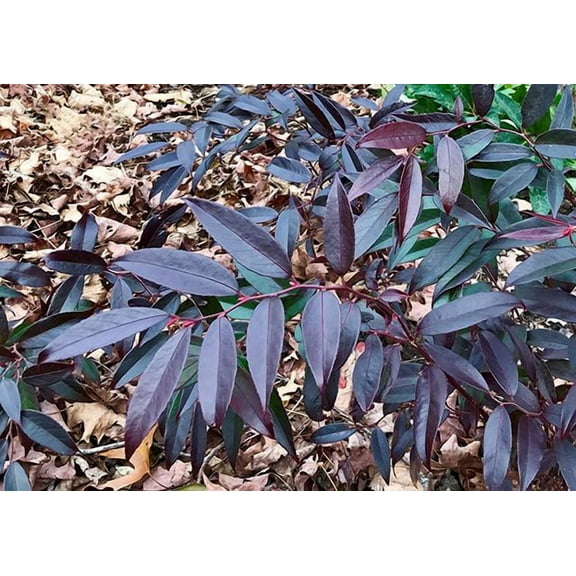 ReJoyce Coast Leucothoe-Evergreen Shrub-Attractive Foliage 1 Gallon