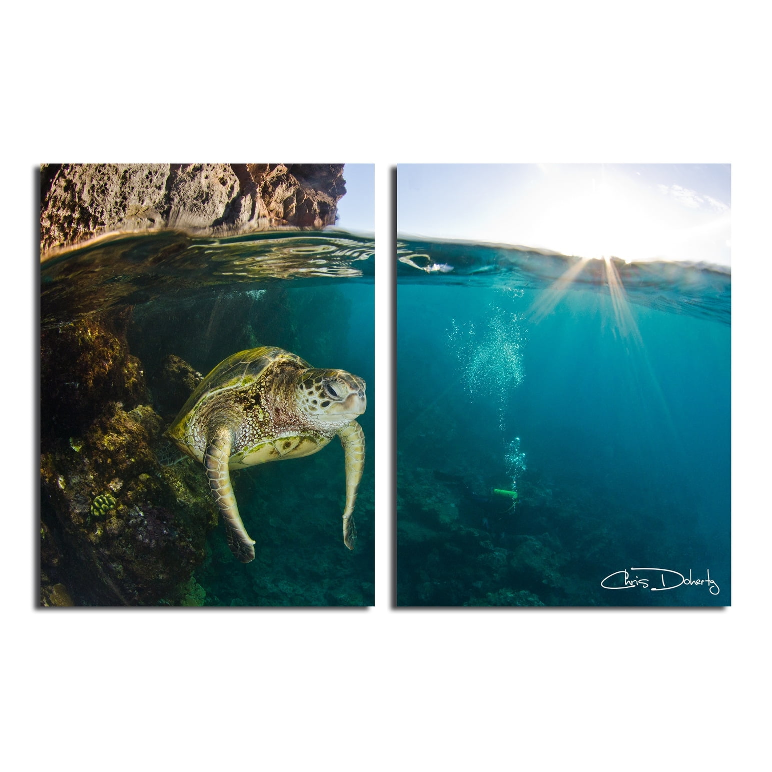 Large Framed Blue and Green Canvas Print of Maui Turtle & Divers