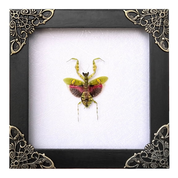 Real Black Frame Mantis Shadow Box Beetle, Gothic Insect Inspired Wall Art, Dark Aesthetic Home Decor, Framed Display for Curiosity Cabinet
