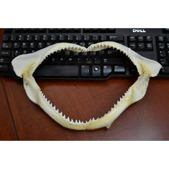 Real Black Tip Shark Teeth Mouth Jaw 12"