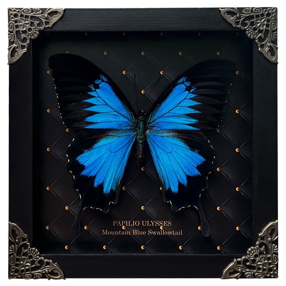 Real Blue Winged Framed Butterfly Shadow Box Art, Insect Square Black Frame Curiosity Display, Dark Aesthetic Tabletop or Wall Hanging Home Décor K16-28-NEM