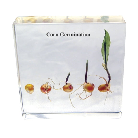 Real Bug Corn Life Cycle Block, 3-1/2 L x 3-1/2 W x 3/4 H in