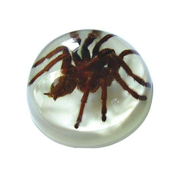 Real Bug Terrain-Terrain-Small-Tarantula on white Background