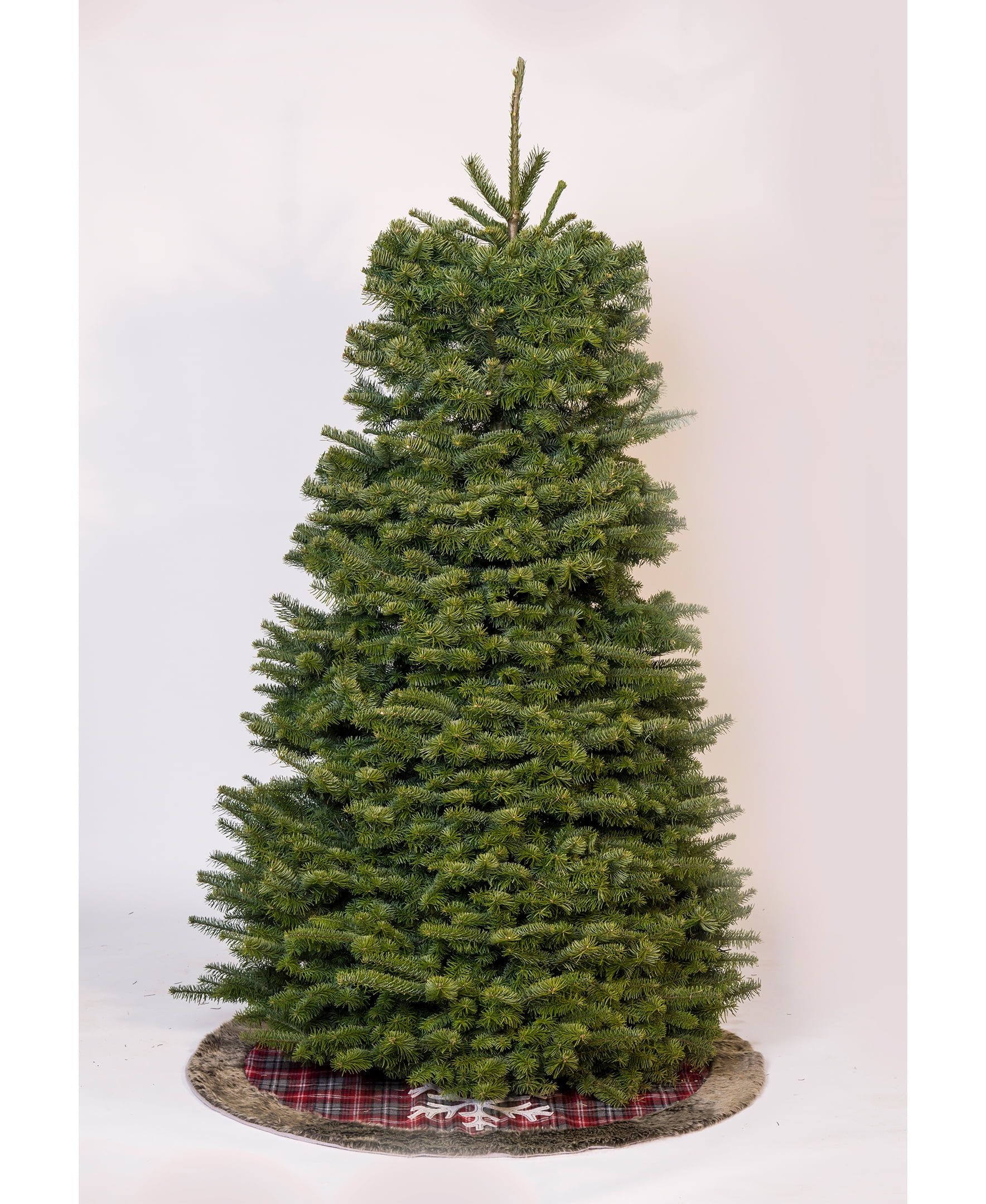 Real Christmas Tree, Noble Fir 5/6 Ft.