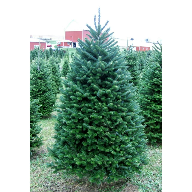 Real Christmas Trees Delivered 6 Foot Premium Balsam Fir Christmas Tree