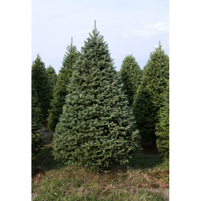 Real Christmas Trees Delivered 7 Foot BalsamFraser Fir Hybrid