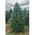 thumbnail image 1 of Real Christmas Trees Delivered 7 Foot Premium Balsam Fir Christmas Tree, 1 of 8
