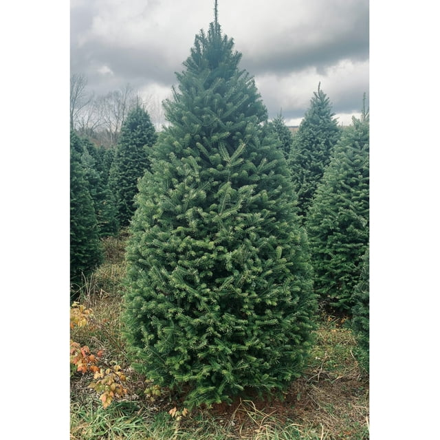 Real Christmas Trees Delivered 7 Foot Premium Balsam Fir Christmas Tree
