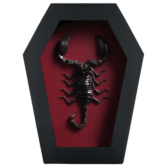 Real Coffin Frame Shadow Box Scorpion Gothic Wall Art Display, Dark Academia Curiosity Decor, Unique Coffin Frame Home Decor for Collectors and Gifts