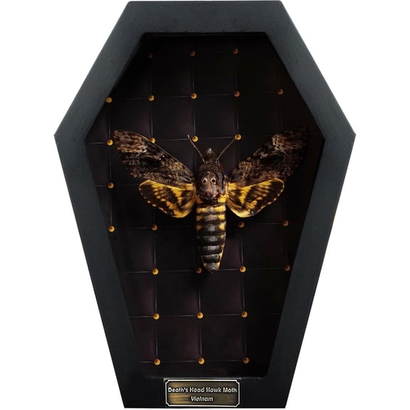 Real Death Head Moth 7" Coffin Framed Halloween Decor CF18-01-NEM-MT | Acherontia Preserved Insect Specimen, Handmade Wooden Frame, Oddities & Curiosities Decor, Gothic Collector Gift
