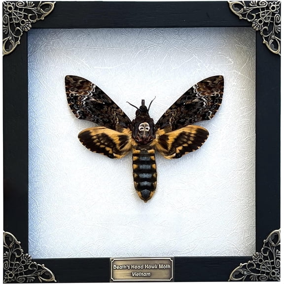 Real Death Head Moth Acherontia White Frame Skull Butterfly Handmade Shadow Box Insect Oddity Curiosities Unique Taxidermy Collectables Tabletop Wall Art Home Decor Living Gallery Bedroom K18-01-TR