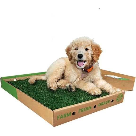 Real Dog Grass for Pet Training, Natural Grass Patch Potty, Refill Dog Grass Pad, Puppy Potty Training, Dog Accessories, Perfect Indoor/Outdoor Portable Potty, Pet Loo (16" x 24")