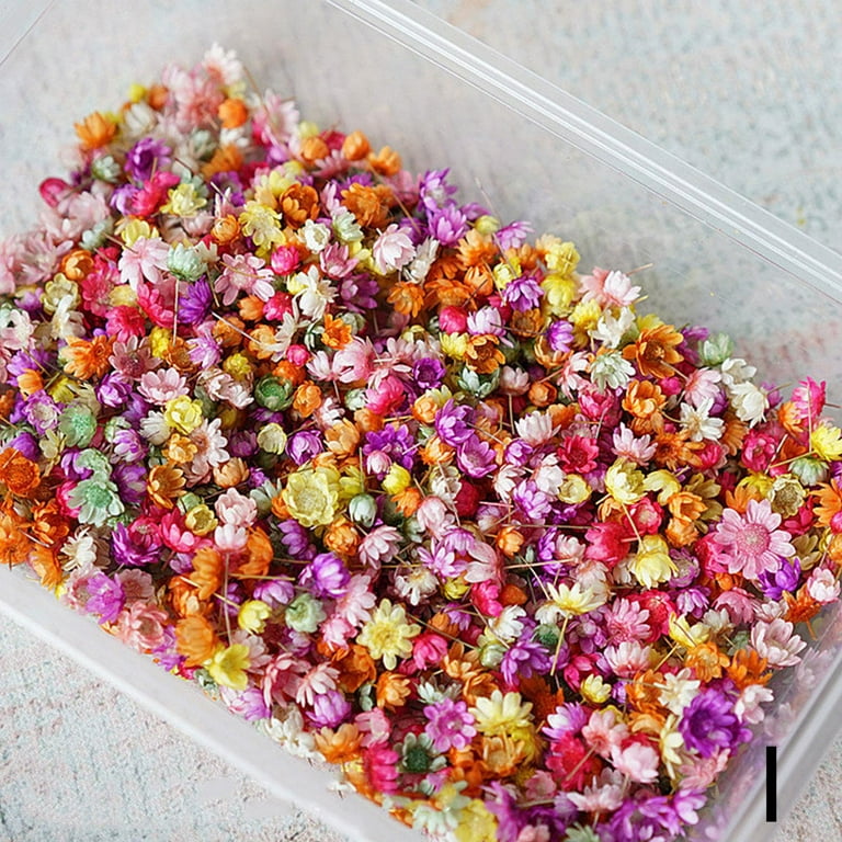 Pressed Flower Handmade Mixed Dried Flowers For Making Mobile Phone Case  Candle Handmade Crafts Greeting Card Epoxy Craft Earrings 6 