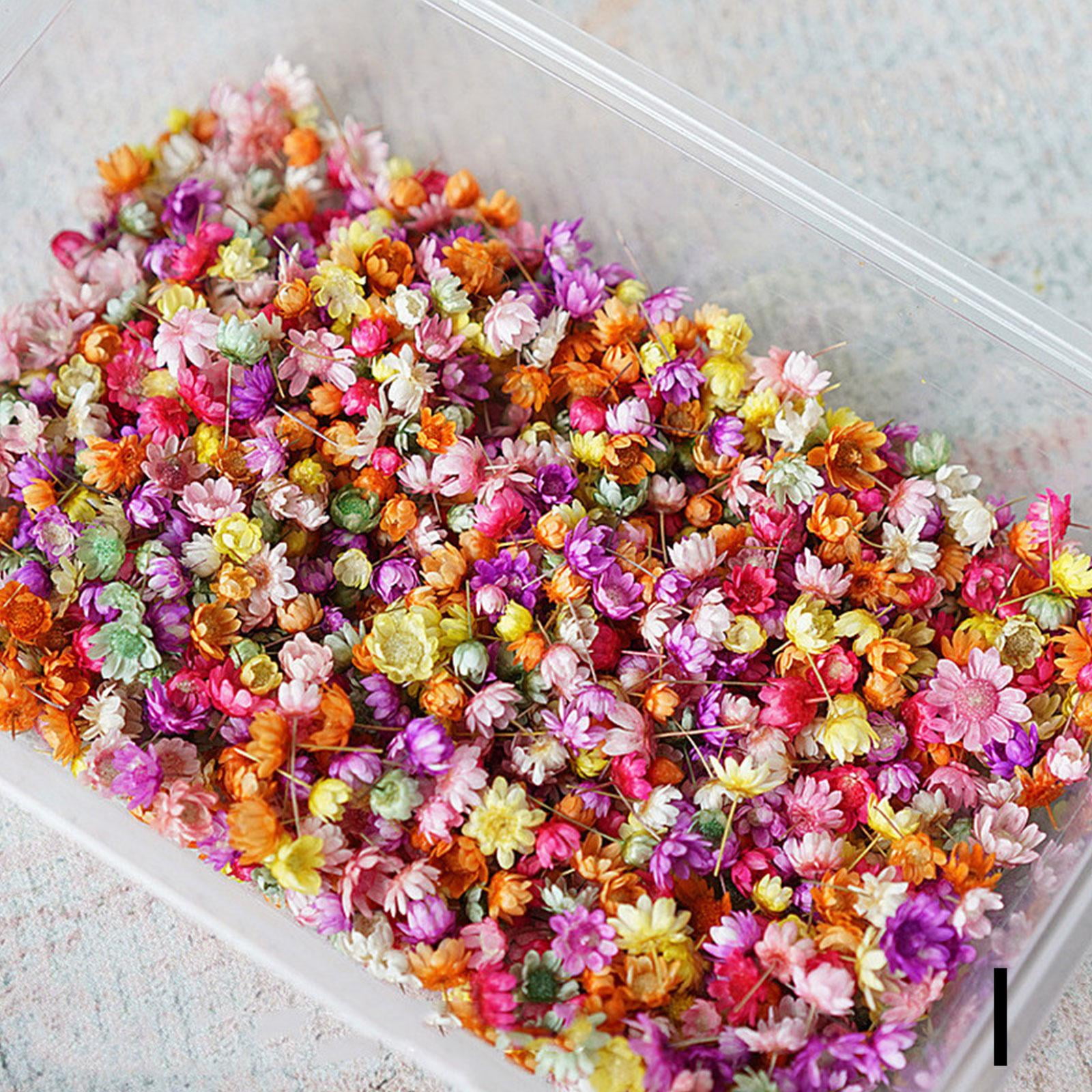 Real Dried Flowers Set Art Craft Epoxy Resin Candle Making Jewelry Glass Kit F2T9