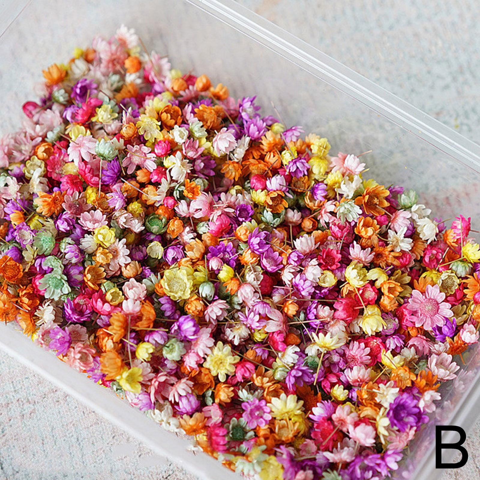 Real Dried Flowers Set Art Craft Epoxy Resin Candle Making Jewelry