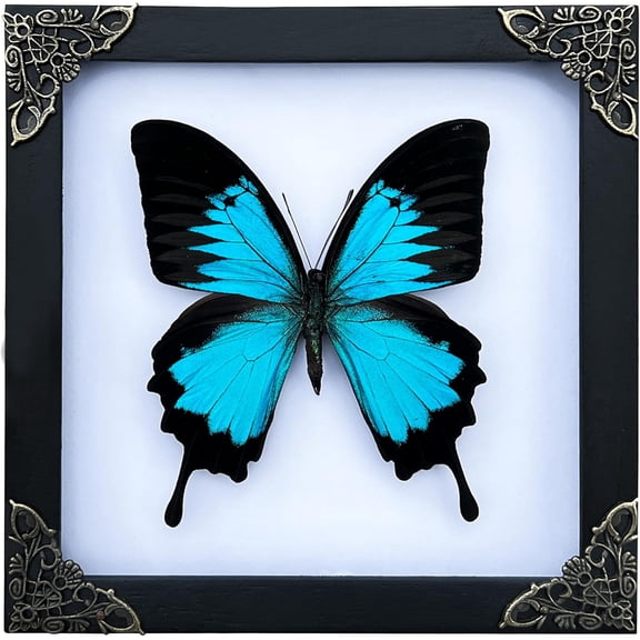 Real Framed Blue Butterfly Dried Bug Shadow Box White Wooden Frame Taxidermy Specimen Display Oddity Tabletop Standable Wall Hanging Home Decor K16-28-TR