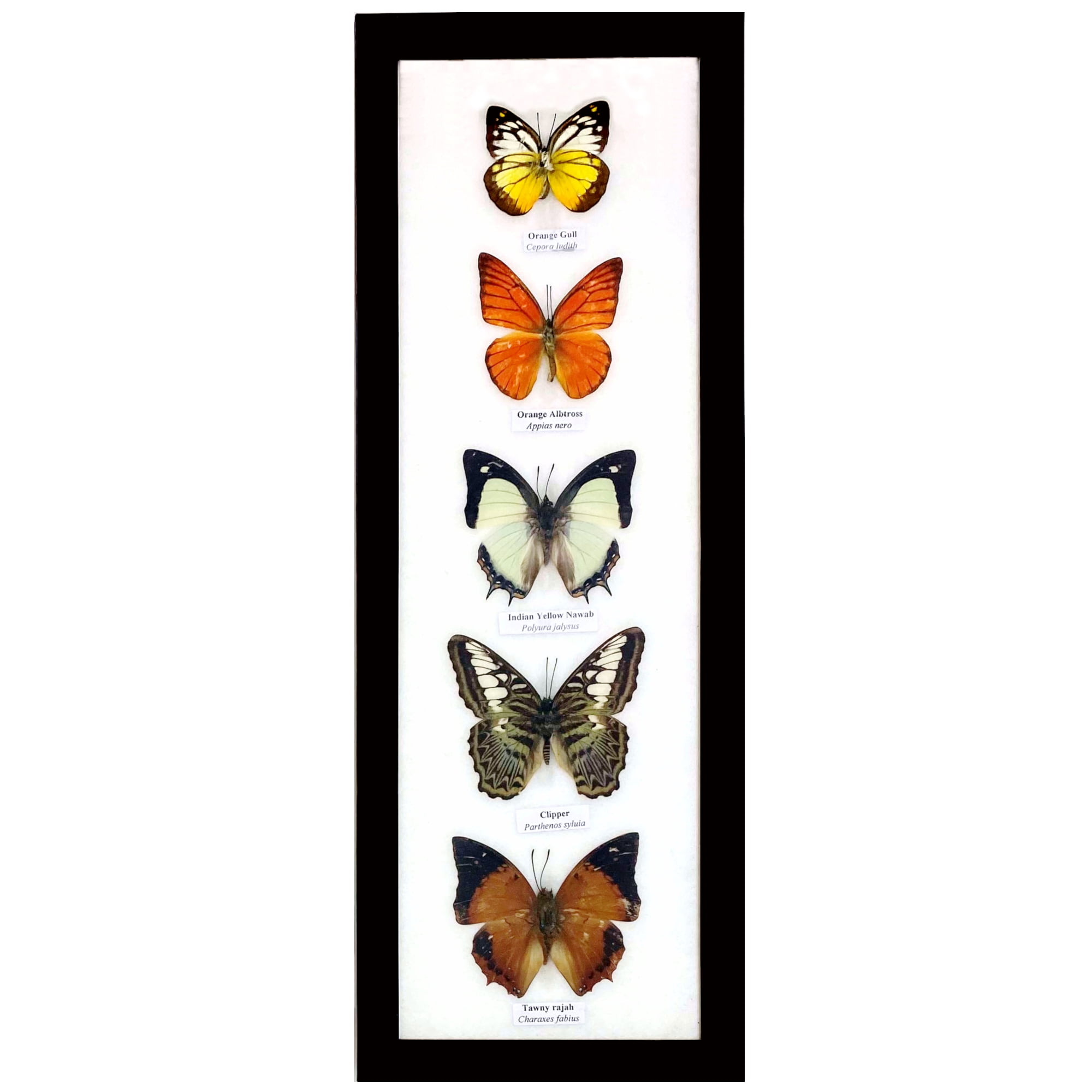 Tall Black Wood Frame with Real Butterfly Specimens