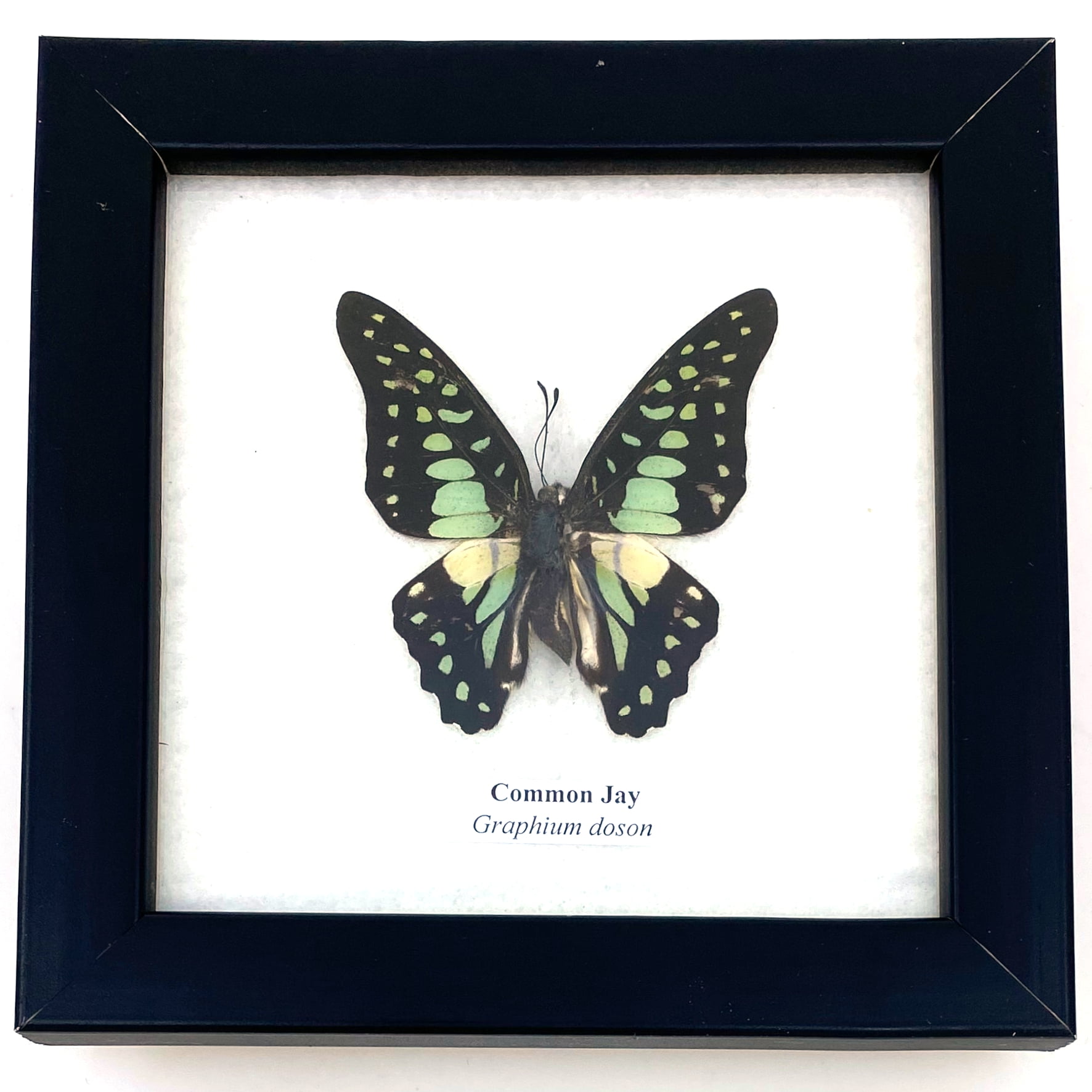 Real Framed Butterfly – Butterfly Moth Art Display Taxidermy Artwork ...