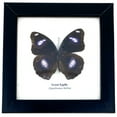 thumbnail image 1 of Real Framed Butterfly – Butterfly Moth Art Display Taxidermy Artwork Wall Décor, Natural Exquisite Collection, 1 Specimens in 5 x 5 frame (Great Eggfly), 1 of 4