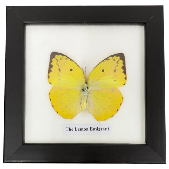 Real Framed Butterfly – Butterfly Moth Art Display Taxidermy Artwork Wall Décor, Natural Exquisite Collection, 1 Specimens in 5 x 5 frame (Lemon Emigrant)