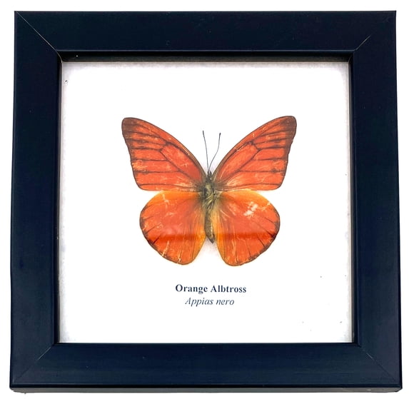 Real Framed Butterfly – Butterfly Moth Art Display Taxidermy Artwork Wall Décor, Natural Exquisite Collection, 1 Specimens in 5 x 5 frame (Orange Albtross)