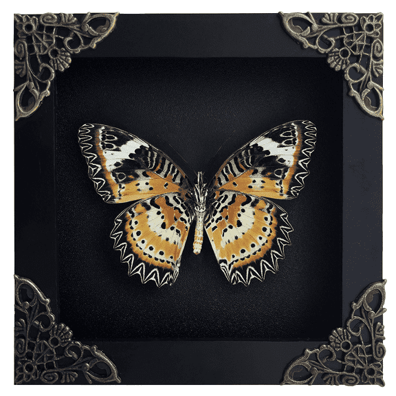 Real Framed Butterfly Display Preserved Taxidermy Insect Unique Gifts Entomology Oddities Collection Vibrant Wall Art Home Decor Room