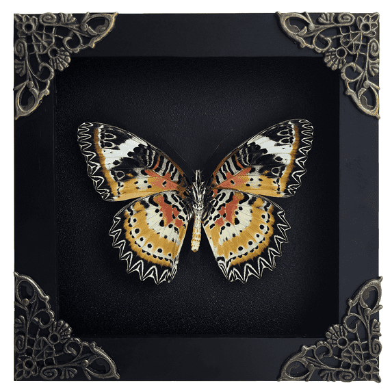 Real Framed Butterfly Display Preserved Taxidermy Insect Unique Gifts Entomology Oddities Collection Vibrant Wall Art Home Decor Room