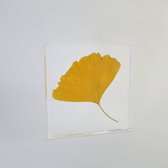 Real Ginkgo Leaf Resin Night Light with Solid Beech Wood Base, Bedside Lamp, Desk Lamp, Funky Nightstand Lamp, Bed Table Lamp, 4 "W x 4 "H x 1 "D, Decorative Lamp for Bedroom (Night Light)