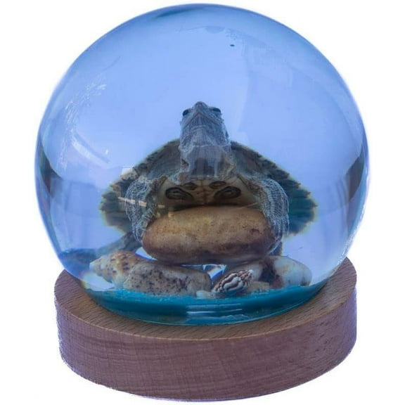 Real Green Turtle on Rock Table Decor with Wooden Base for Desk or Counter in Resin Ball with Wooden Base Table Desk Top to Decor for Home Office Desktop Bookshelf Christmas Birthday Wedding Gift