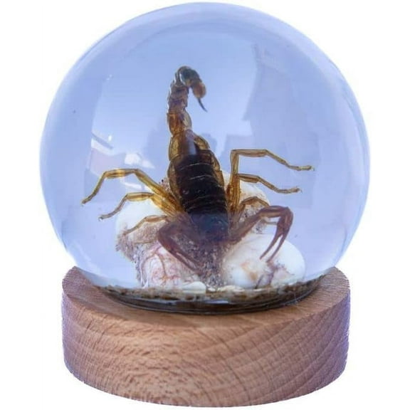 Real Insect Brown Scorpion on Rock Table Decor with Wooden Base for Desk or Counter in Resin Ball with Wooden Base Table Desk Top to Decor for Home Office Desktop Bookshelf Christmas Birthday Gift