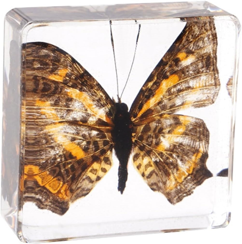 Real Insect Butterfly Specimen Resin Desk Paperweight Animal Taxidermy ...