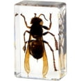 thumbnail image 1 of Real Insect in Resin Block, Clear Paperweight for Desk Display, Science Education, Collection, 1 of 8