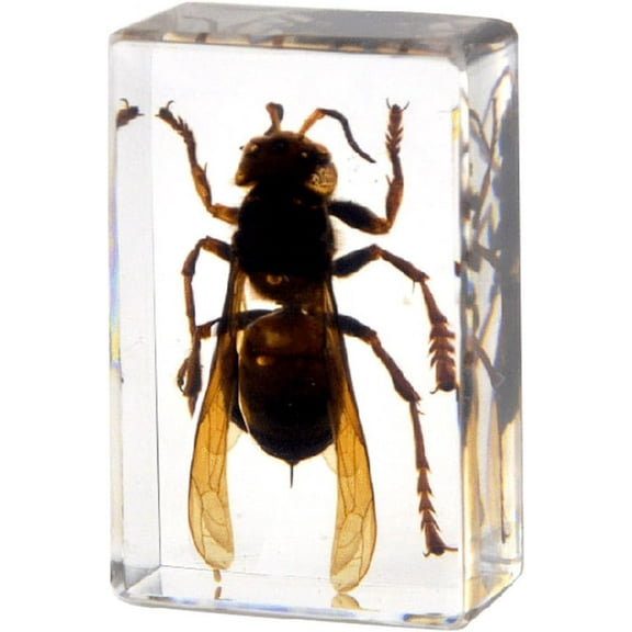 Real Insect in Resin Block, Clear Paperweight for Desk Display, Science Education, Collection