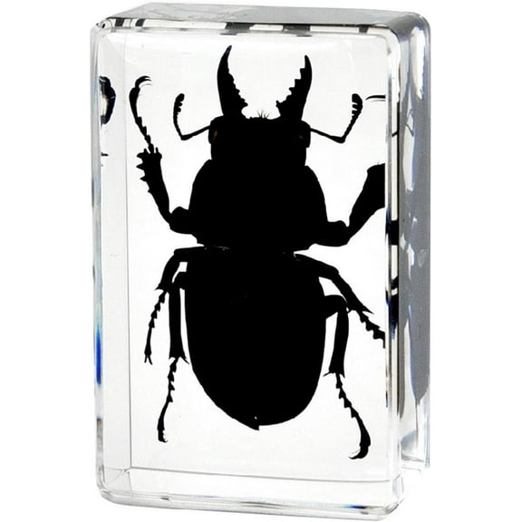 Real Insect in Resin Block, Clear Paperweight for Desk Display, Science Education, Collection