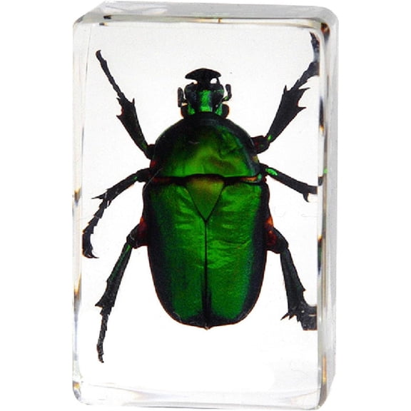 Real Insect in Resin Block, Clear Paperweight for Desk Display, Science Education, Collection