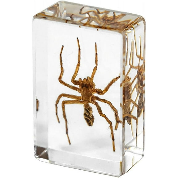 Real Insect in Resin Block, Clear Paperweight for Desk Display, Science Education, Collection